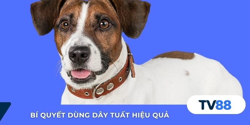 Dây Tuất Trong Lô Đề – Giải Nghĩa Linh Ứng Cho Dân Cược Bí quyết dùng dây Tuất hiệu quả