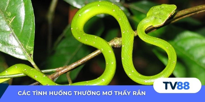 Các tình huống thường mơ thấy rắn