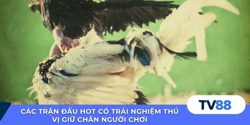 Các trận đấu hot có trải nghiệm thú vị giữ chân người chơi