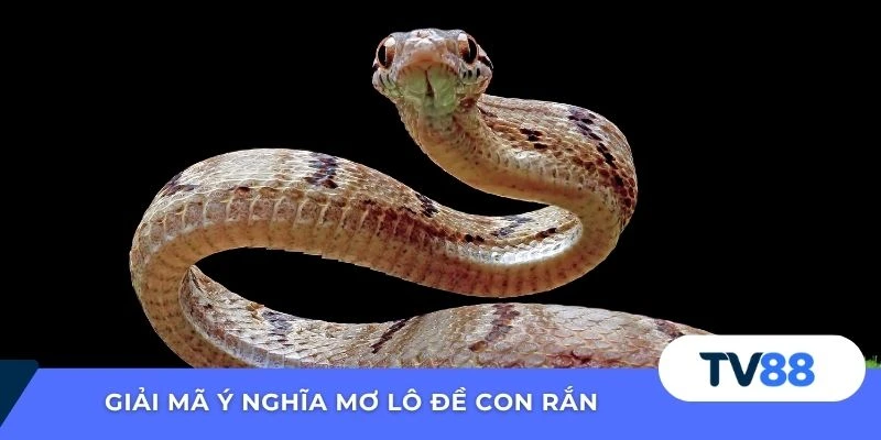 Giải mã ý nghĩa mơ lô đề con rắn