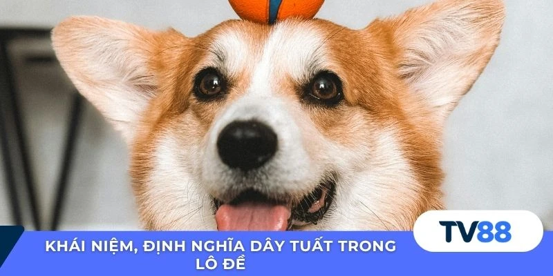 Dây Tuất Trong Lô Đề – Giải Nghĩa Linh Ứng Cho Dân Cược Khái niệm, định nghĩa dây Tuất trong lô đề