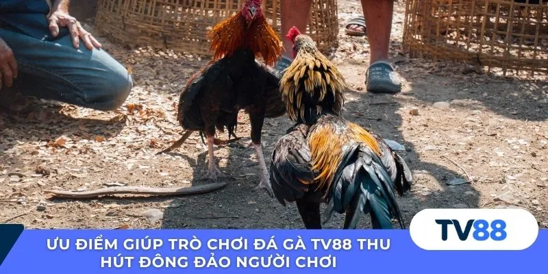 Ưu điểm giúp trò chơi đá gà TV88 thu hút đông đảo người chơi